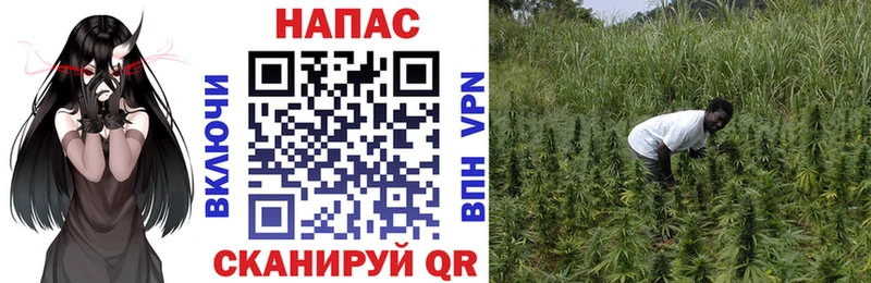наркотики  Уварово  Канабис White Widow 